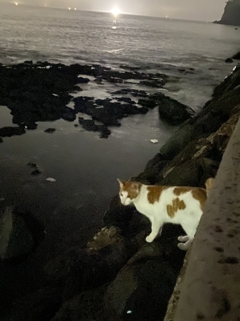 낭만고냥이 이미지
