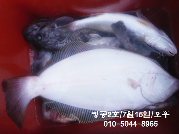 킹콩2 이미지