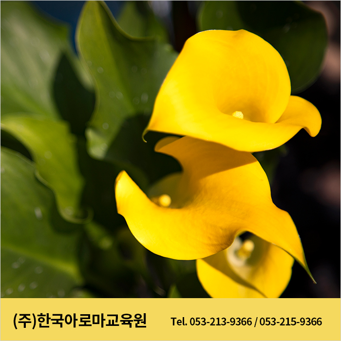 한국생애설계교육원 이미지