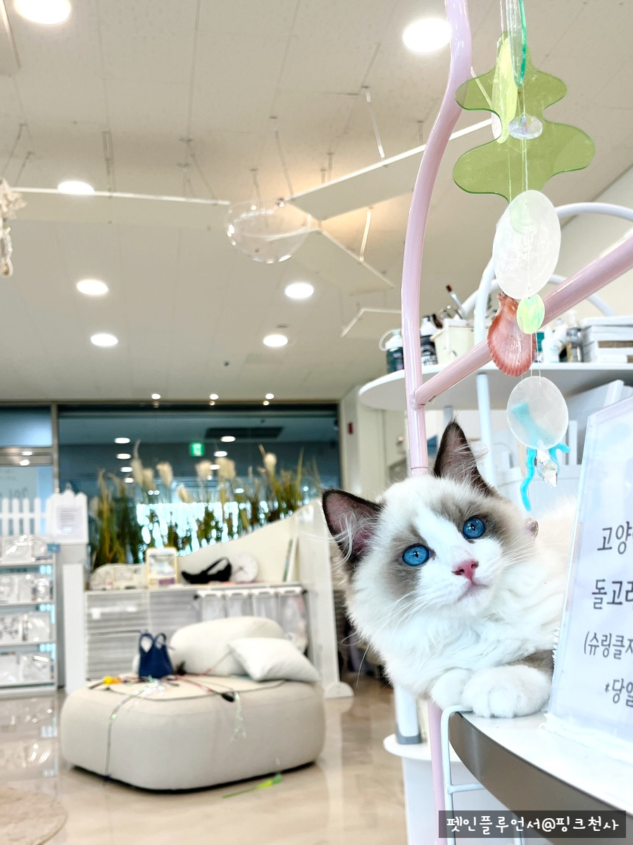 701아를고양이카페(cat in the art) 이미지