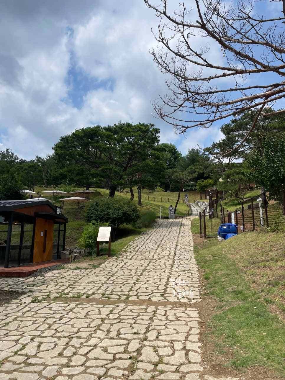 용인 기흥 애견카페 테일45, 5000평 대형견 운동장 후기 — 사진 12
