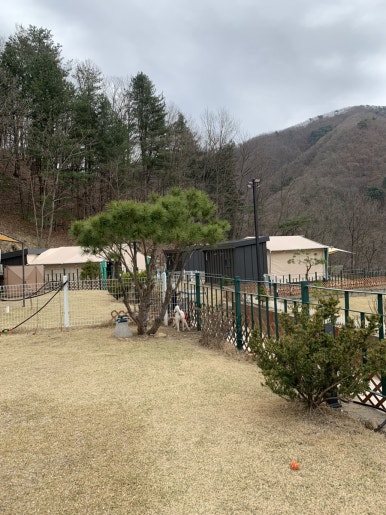 캠프위드펫&애견글램핑 이미지