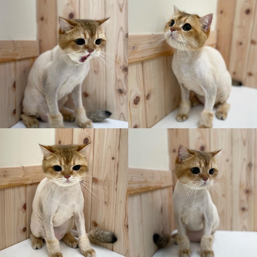 인천 고양이 무마취 미용, 고양이이발관 솔직 후기 — 사진 5