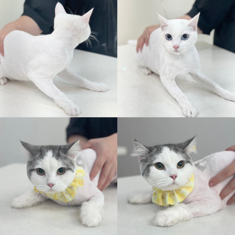 인천 고양이 무마취 미용, 고양이이발관 솔직 후기 — 사진 2