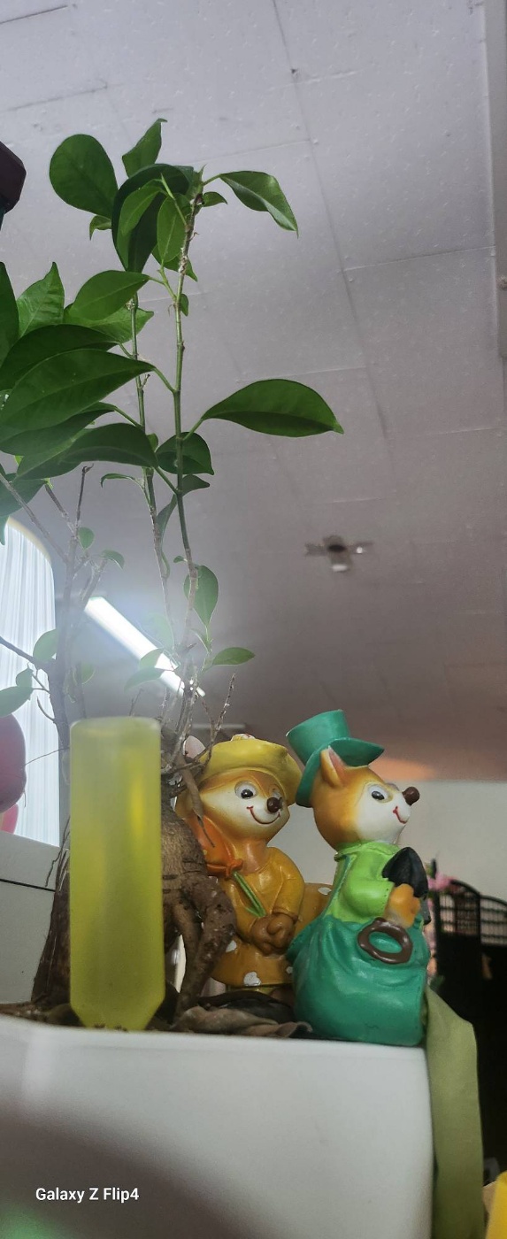 약석발관리 이미지