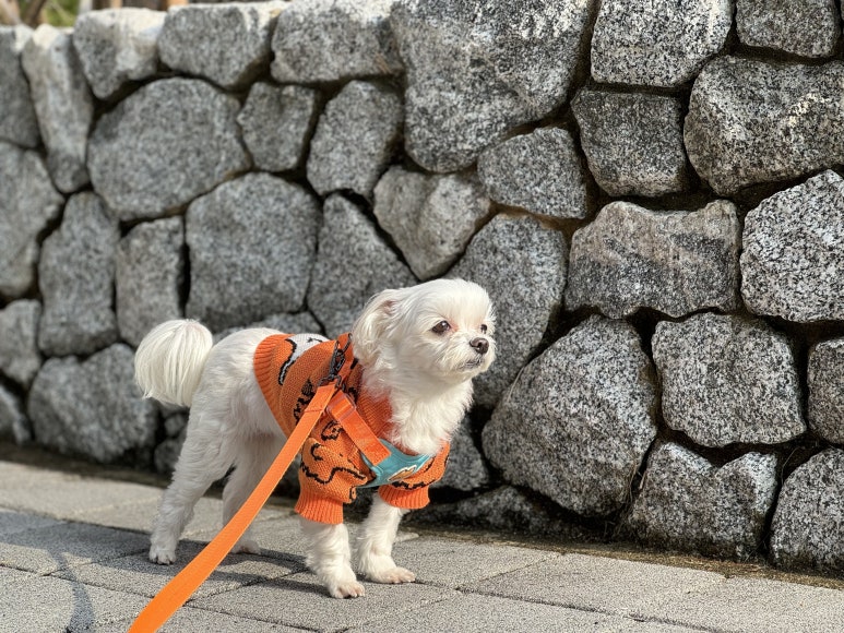 꽁이옷장 이미지