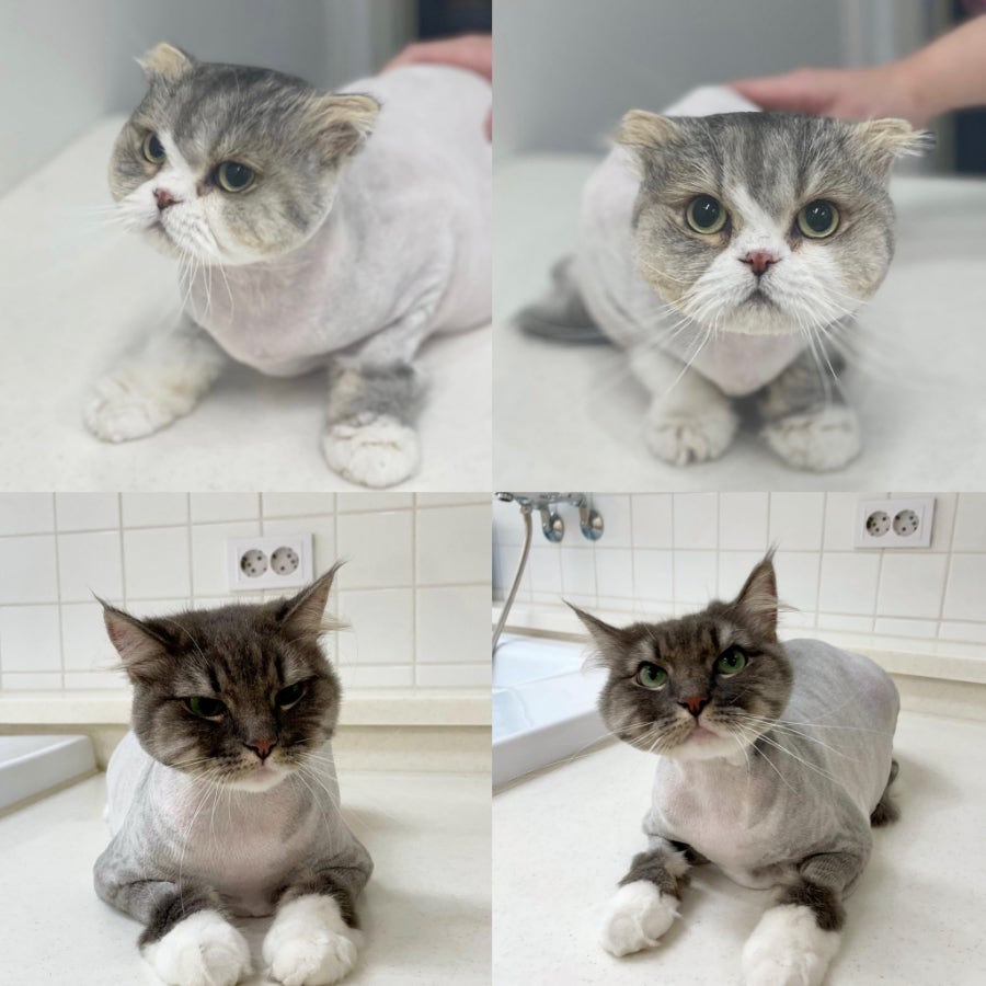 인천 고양이 무마취 미용, 고양이이발관 솔직 후기 — 사진 3