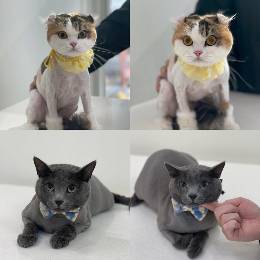 인천 고양이 무마취 미용, 고양이이발관 솔직 후기 — 사진 4