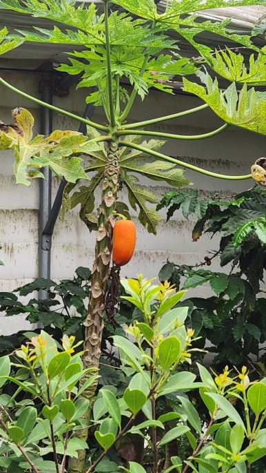 (주)사탕수수 이미지