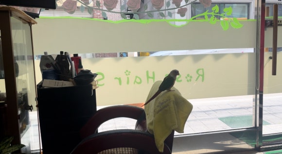 노랑머리헤어샵 이미지