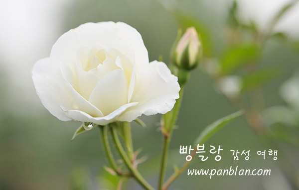 칠월밤 이미지
