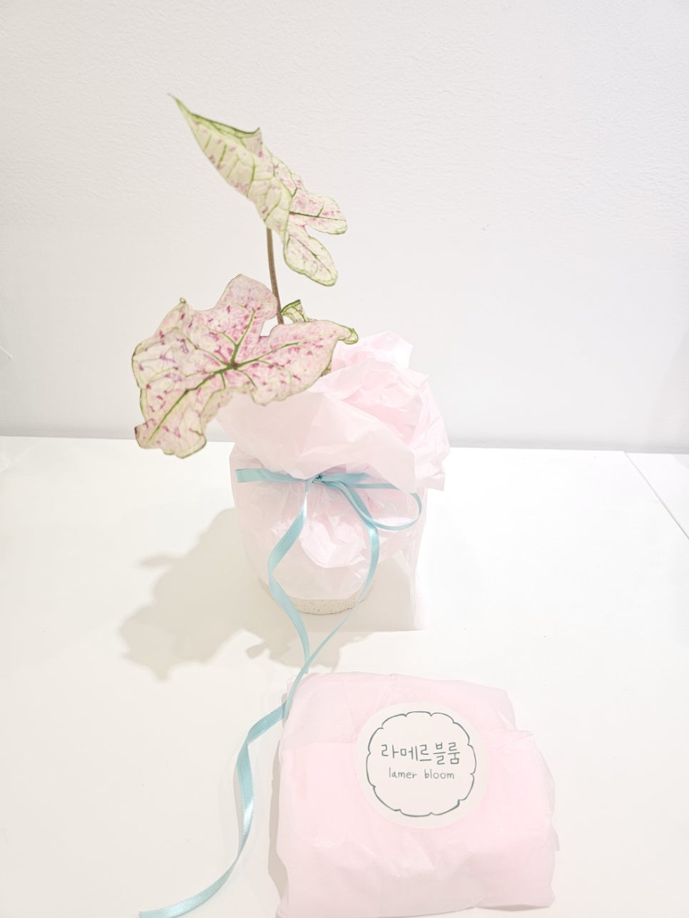 라메르블룸 이미지