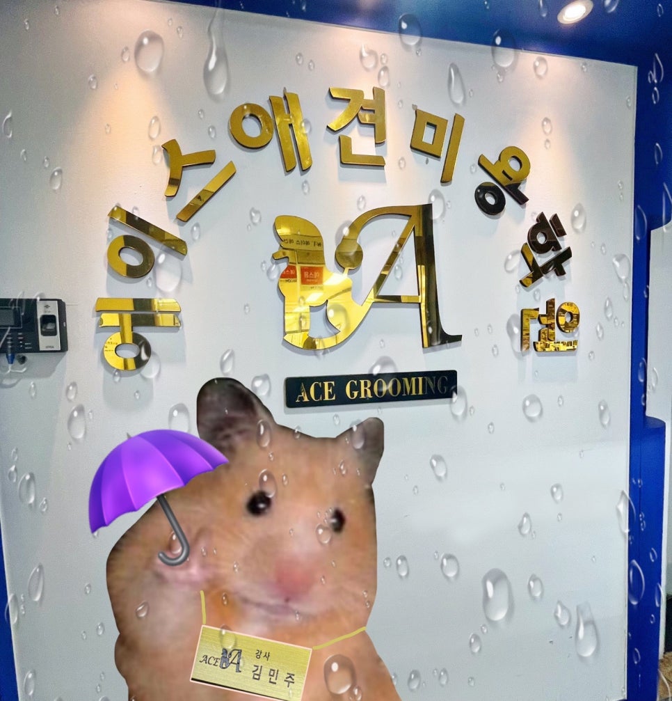 에이스애견미용학원 이미지