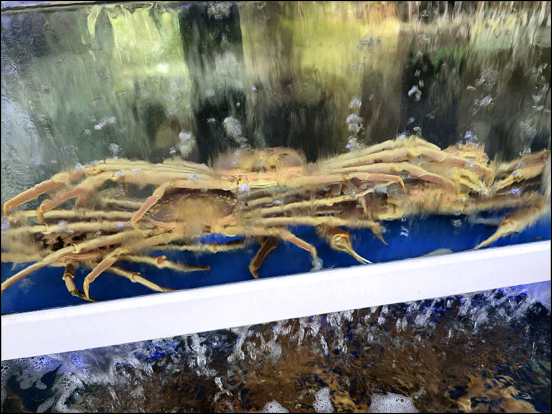 피쉬스타 이미지