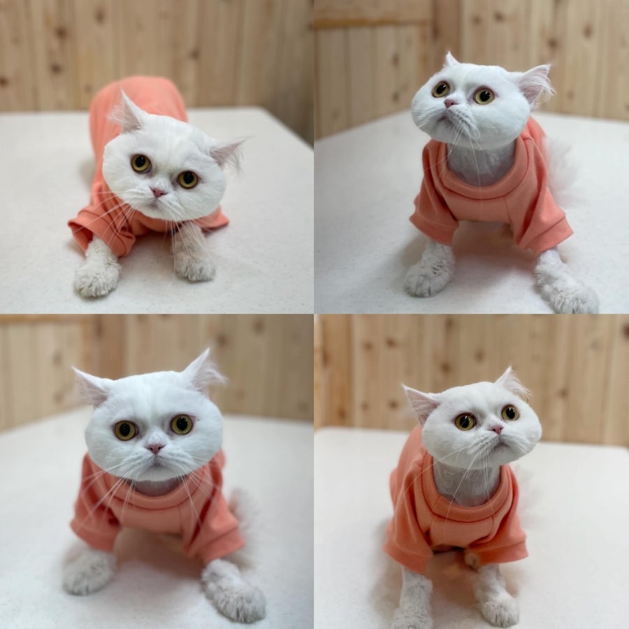 인천 고양이 무마취 미용, 고양이이발관 솔직 후기 — 사진 7