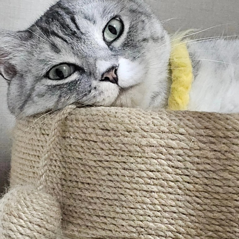 호시타코야끼 화곡점 이미지