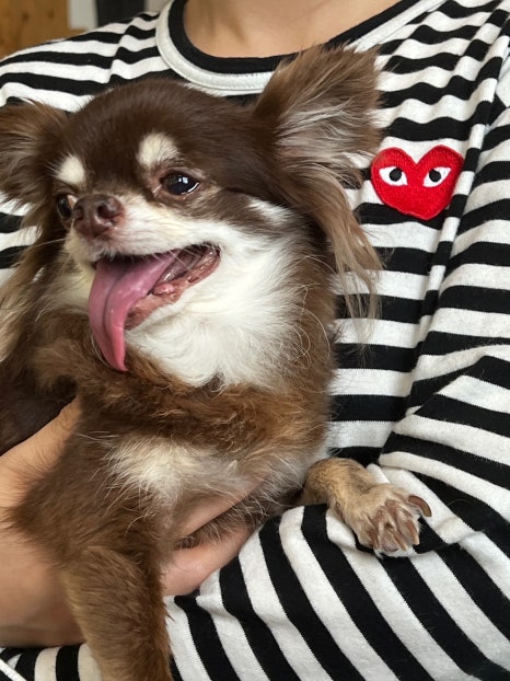 차차네 이미지