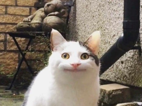 우당탕탕후루 이미지