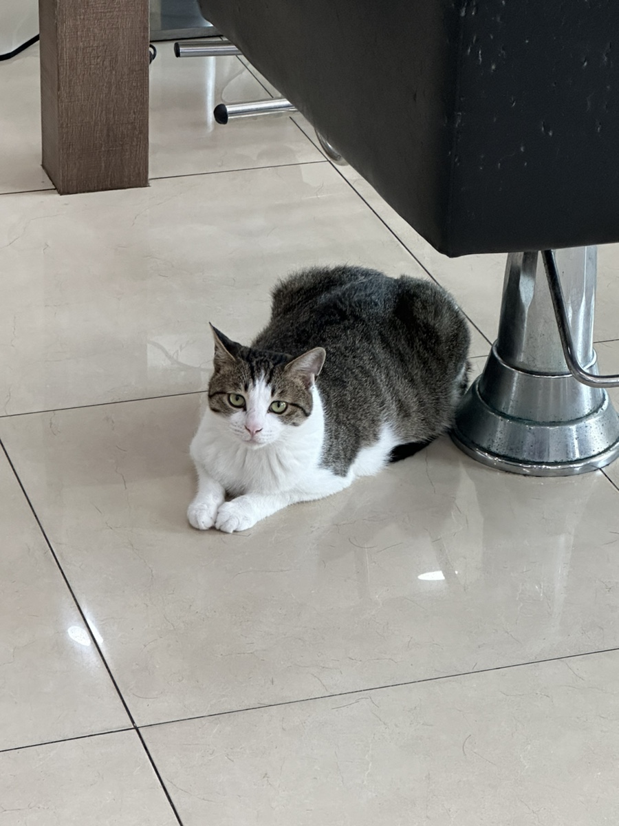 현스헤어 이미지