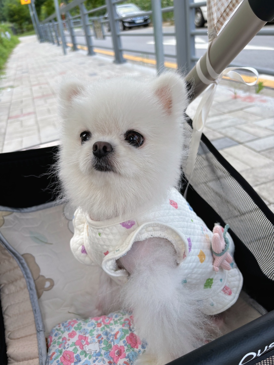 솜솜아이스 이미지