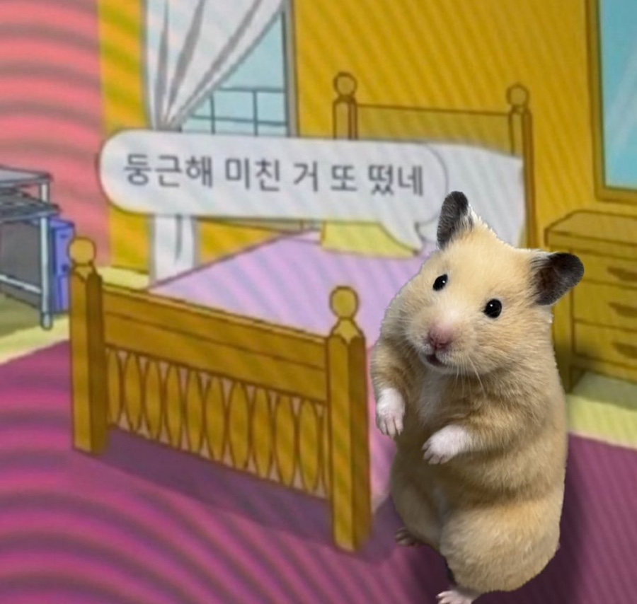 부타 이미지