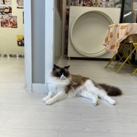 모여봐요 고양이카페 이미지