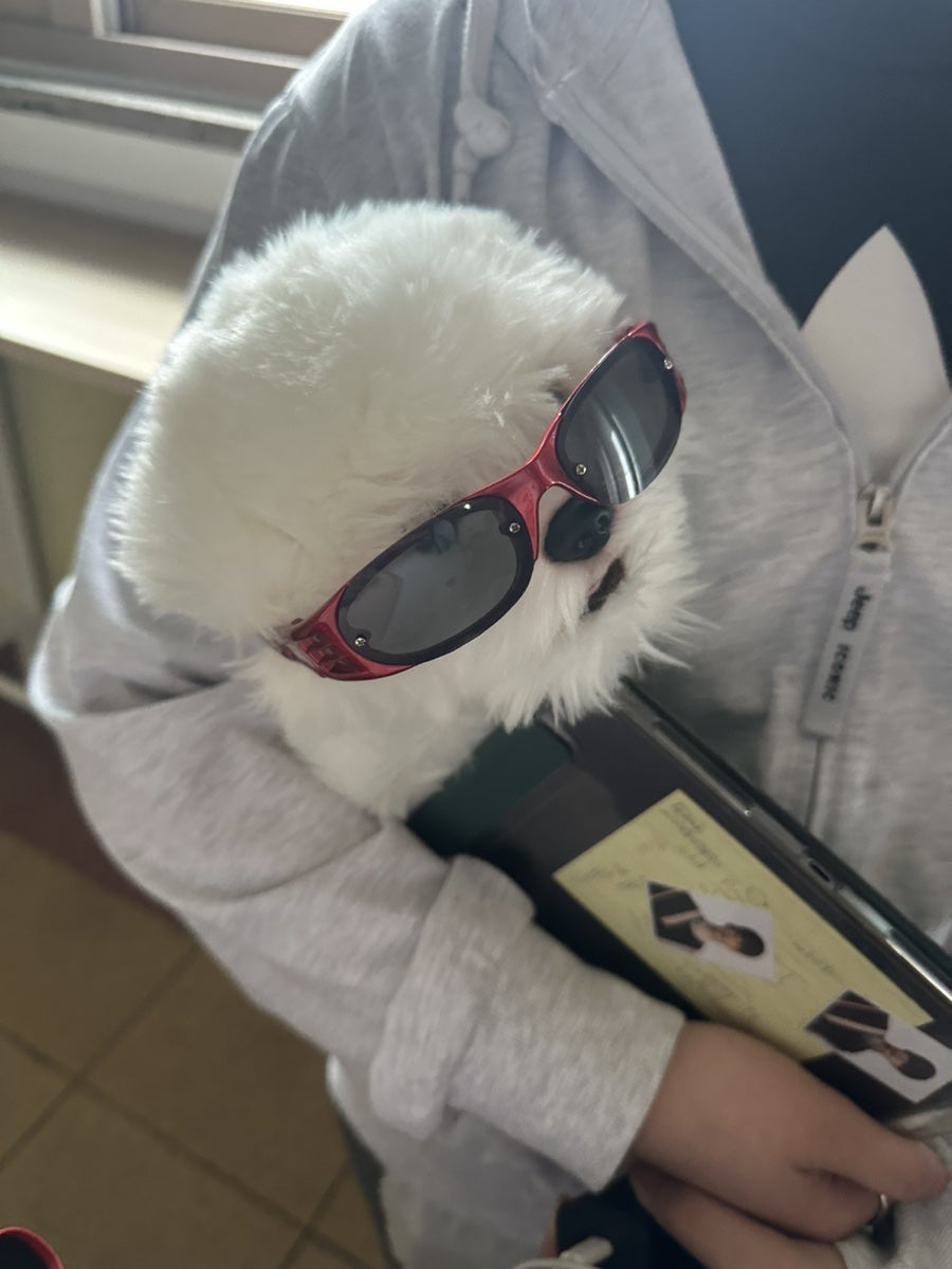 까르시아 이미지