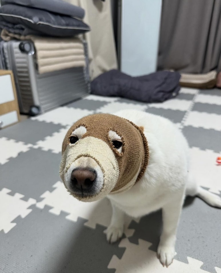 가주케이크 이미지