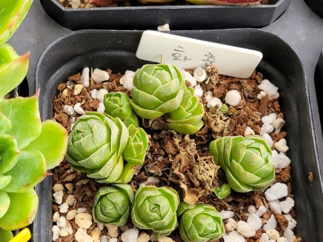 다육이숲숨 이미지