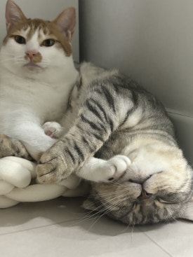 포제이 이미지