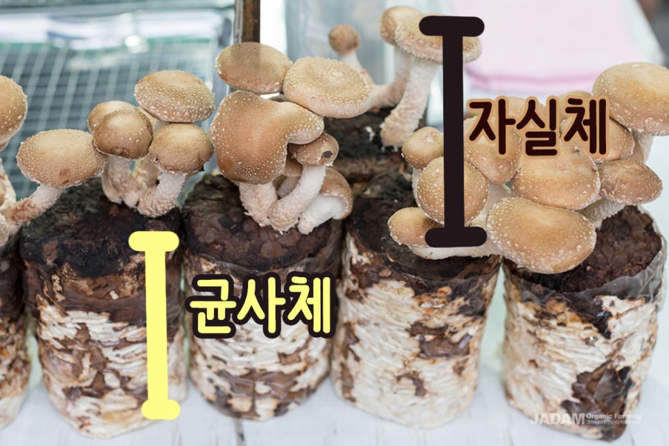 (주)글루칸 이미지