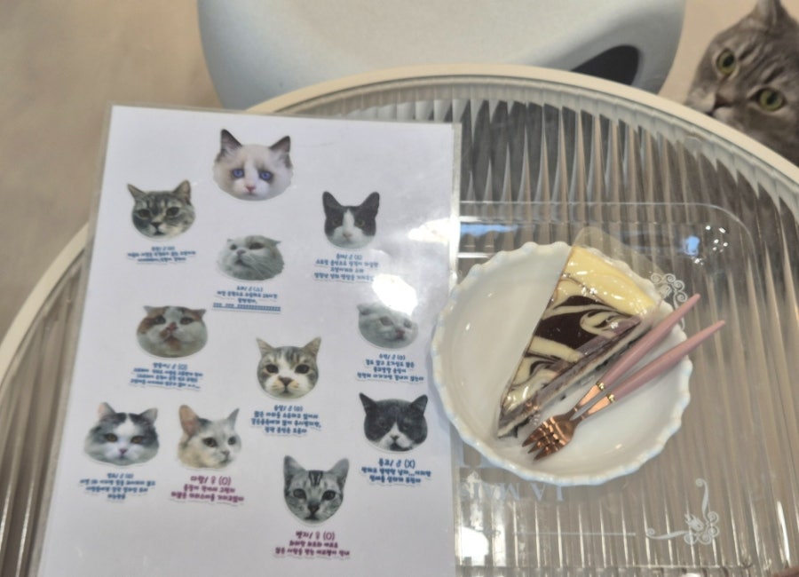 701아를고양이카페(cat in the art) 이미지
