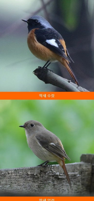 고망딱새 이미지