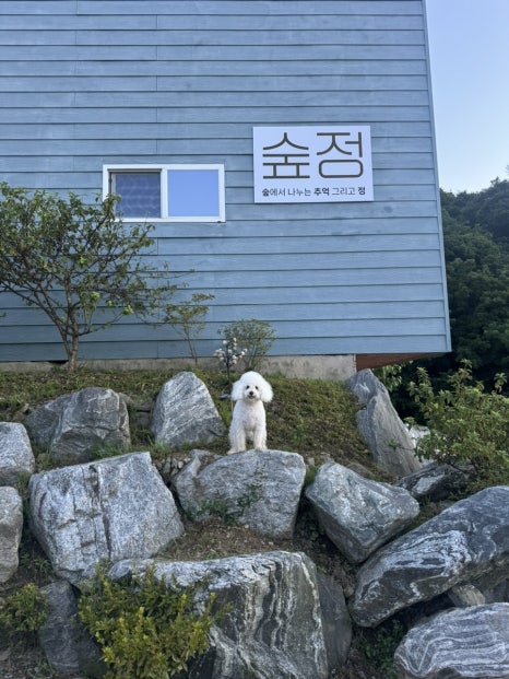 숲정 이미지
