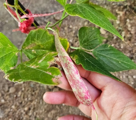 바론숲유치원 이미지