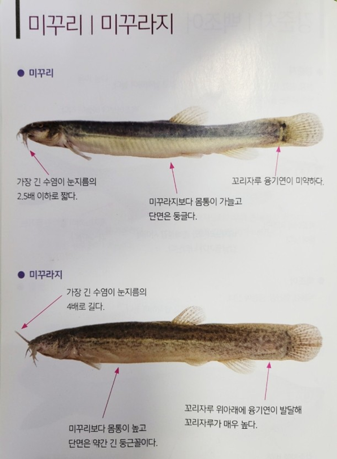 장어와미꾸라지 이미지