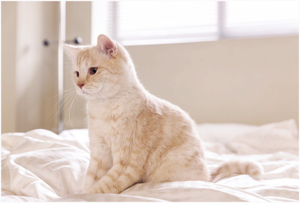 스키타는고양이 이미지