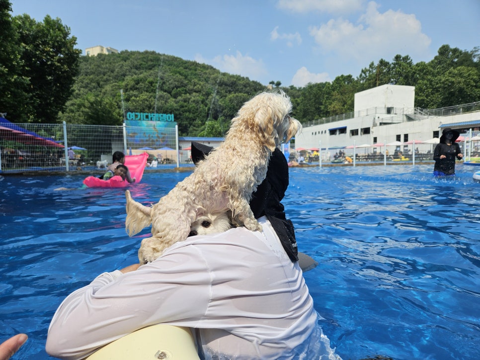 용인 애견 수영장, 취사 가능한 골드펫앤도그베이 — 사진 19