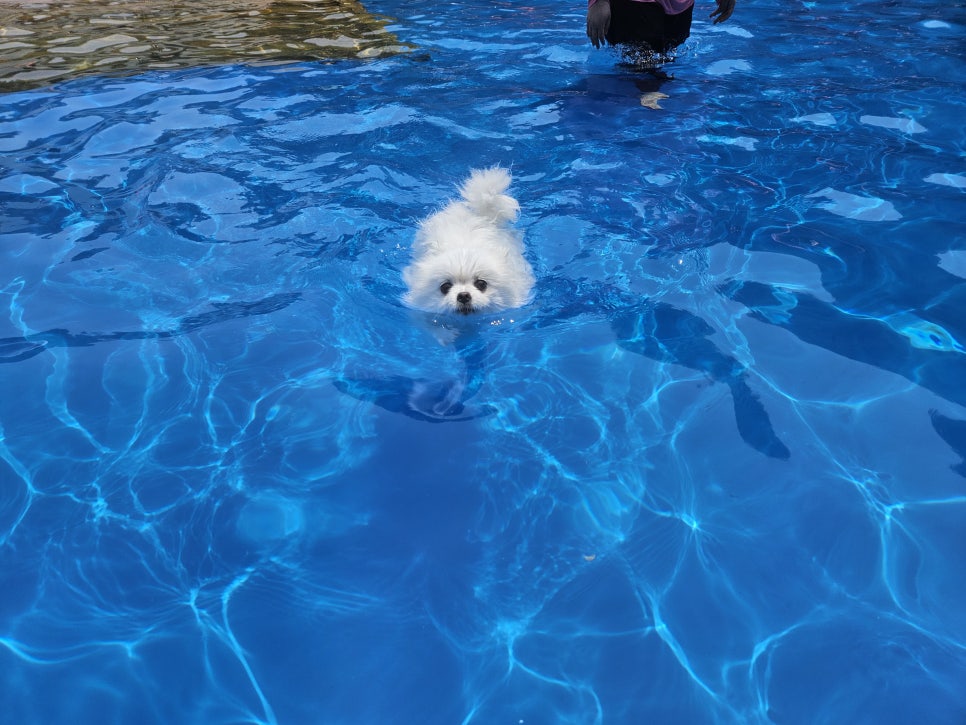용인 애견 수영장, 취사 가능한 골드펫앤도그베이 — 사진 17