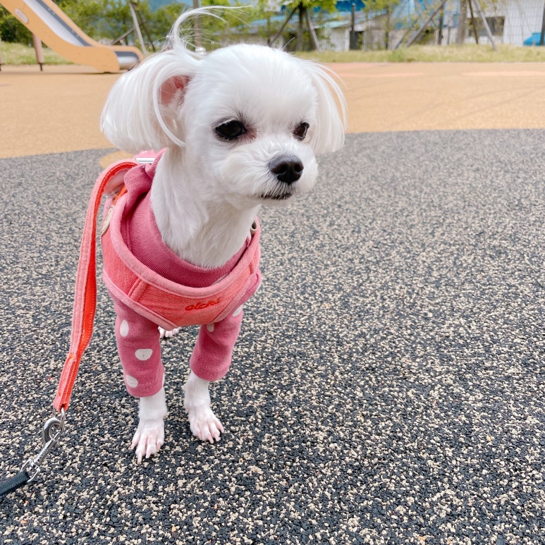 꽁이옷장 이미지