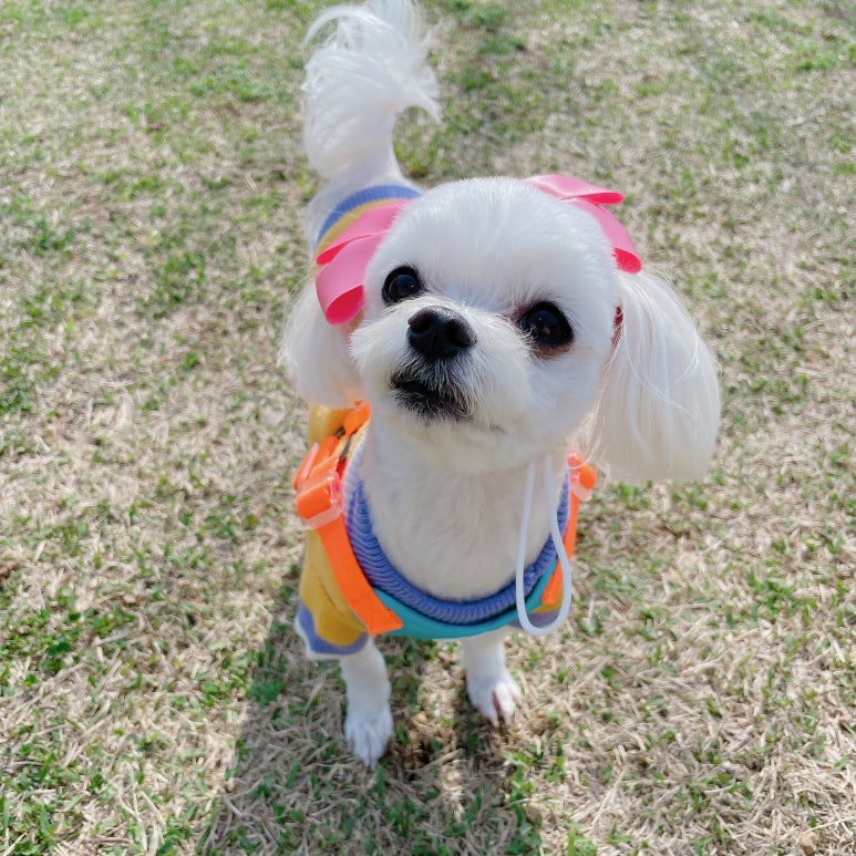 꽁이옷장 이미지