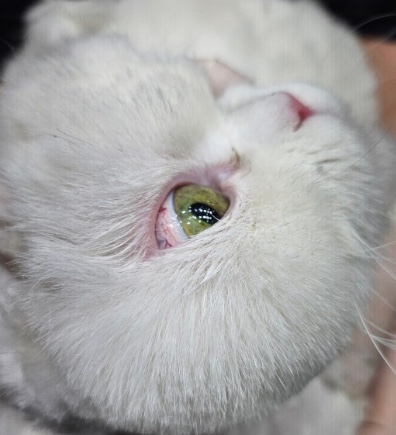 야옹아놀자 이미지