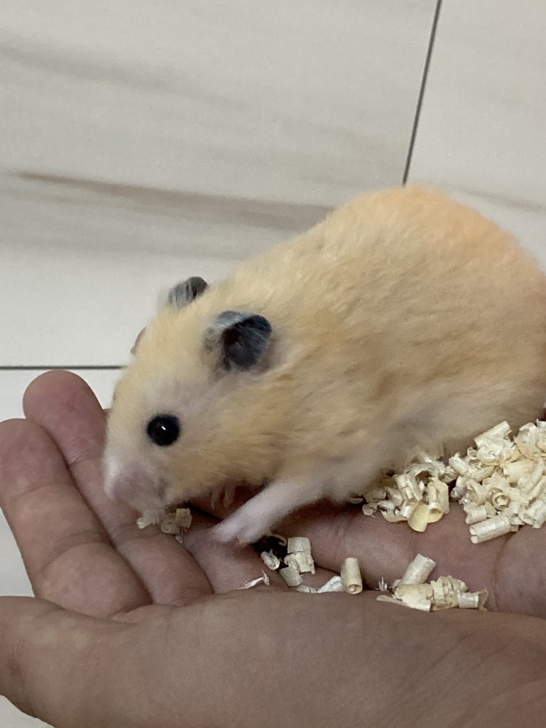 쓰미마셍 이미지