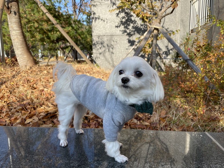 꽁이옷장 이미지