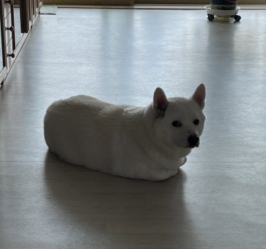 하시루 이미지