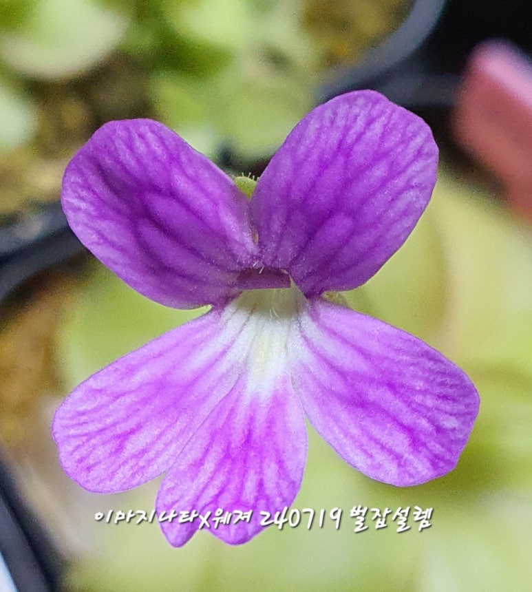 식물;마지 이미지