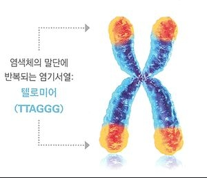 에스테라파 이미지