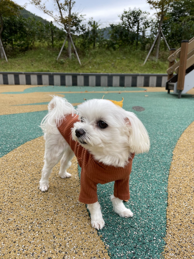 꽁이옷장 이미지