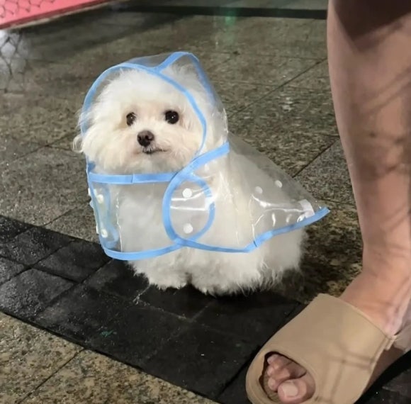 칠이공 이미지
