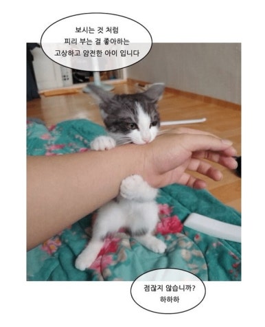 앙큼한고양이 이미지